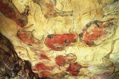 (1-13) Bison 
Altamira, Spain 
12,500 BCE