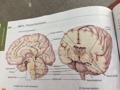 12a. Fill in the labels indicated in the following illustrations (the brain).