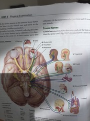 12b. Fill in the name of each cranial nerve, and then write S for sensory, M for motor, or MX for mixed.