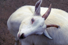 Abraham Lincoln Goat