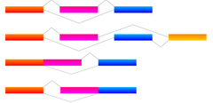 alternative RNA splicing