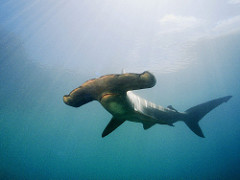 Anchor -hammerhead shark
(