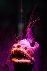 Anglerfish
(The one deep in the dark that tried to eat Marlin)