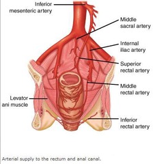 arterial/venous supply above (superior rectum)
under pectinate line (middle/inferior rectum)