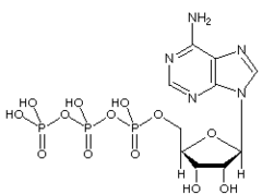 ATP (adenosine triphosphate)