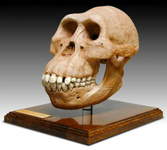 Australopithecines