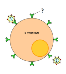 B cell receptor