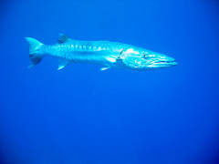 Barracuda
(the one that ate all of Nemo's siblings)