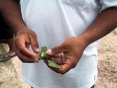 Betel nut