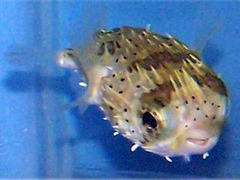 Bloat - pufferfish
(