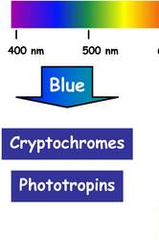 blue-light photoreceptors