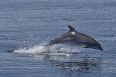 Bottlenose Dolphin
(Are seen gossiping about Nemo's Dad's adventures as they dive in and out of the water)
