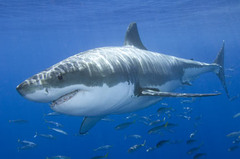 Bruce - Great White Shark
(