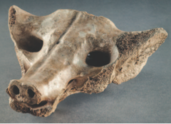 Camelid sacrum in the shape of a canine tequixquiac central mexico 14,000 to 7000 bce bone