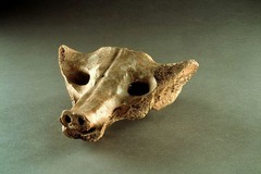 Camelid sacrum in the shape of a canine
Tequixquiac, central Mexico. 14000-7000 B.C.E. Bone.
1. A camelid is an extinct animal from the same family as camels, llamas, and alpacas. A sacrum is a bone at the base of the spine and was considered sacred in many prehistoric Mesoamerican cultures (sacrum in Latin is 