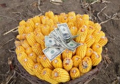 cash crops