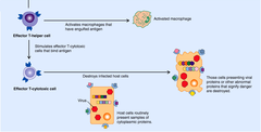 cell-mediated immune response