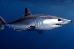 Chum - Mako shark
(
