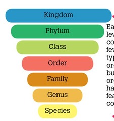 Classification system for living things