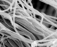 collagenous fibers