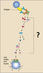 complement system