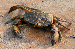 Crab
(The ones by the pipe who snap at the bubbles and then later refuse to tell Dory where Marlin went until she threatens to feed them to the sea gulls)