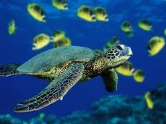 Crush - Green sea turtle
(