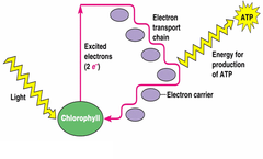 cyclic photophosphorolation