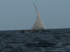 dhows
