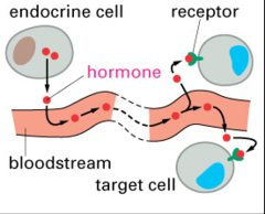 endocrine signaling