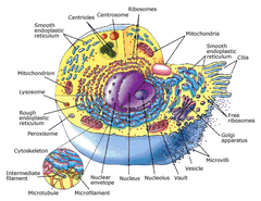 eukaryotic cells