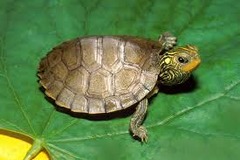 Evil Turtle