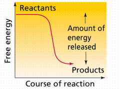 exergonic reaction