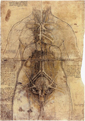 Female Anatomy by Leonardo Da Vinci 
1510