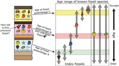fossil correlation