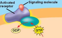 G-protein-linked receptor