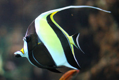 Gill - Moorish Idol
(the one who is always thinking up new escape plans at the dentist office)