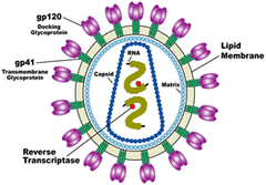 HIV (human immunodeficiency virus)