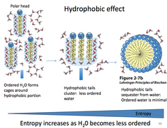 Hydrophobic Effect