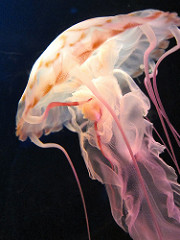 Jellyfish
(Marlin becomes famous among the sea turtles because he fought these creatures to save Dory)
