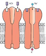 ligand-gated ion channel