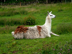 llamas were domesticated pack animals