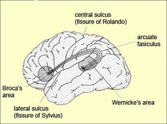 Locate Arcuate Fasciculus on Brain image