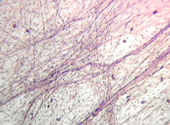 loose connective tissue
