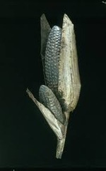 Maize cobs
Inka. c. 1440-1533 C.E. Sheet metal/repoussé, metal alloys