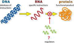 micro-RNA (miRNA)