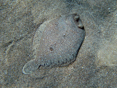 Mr. Johanson - Flounder
(the grumpy flatfish)