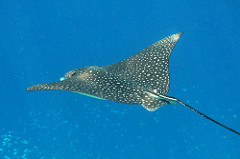 Mr. Ray - Spotted Eagle Ray
(the fish teacher scientist)