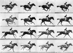 Muybridge
UNTITLED (sequence of galloping horses)
December 1878