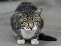 Nichole Senicourt Watterson